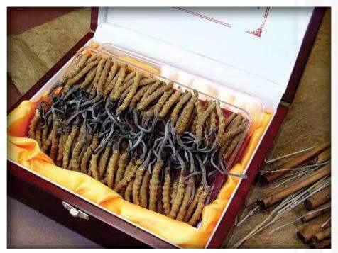 双塔冬虫夏草回收